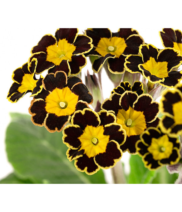  Primel 'Victoriana', Verschiedene Farben