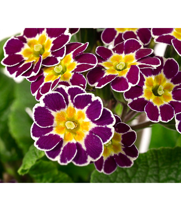  Primel 'Victoriana', Verschiedene Farben