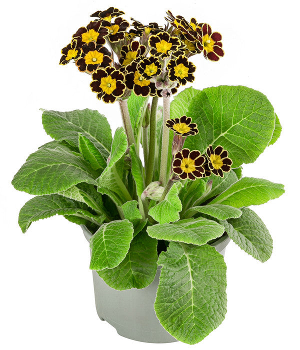  Primel 'Victoriana', Verschiedene Farben