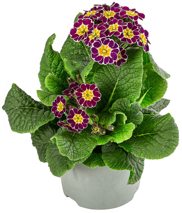  Primel 'Victoriana', Verschiedene Farben