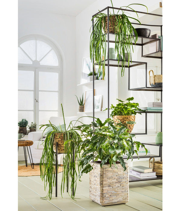  Baumfreund - Philodendron 'Little Hope'