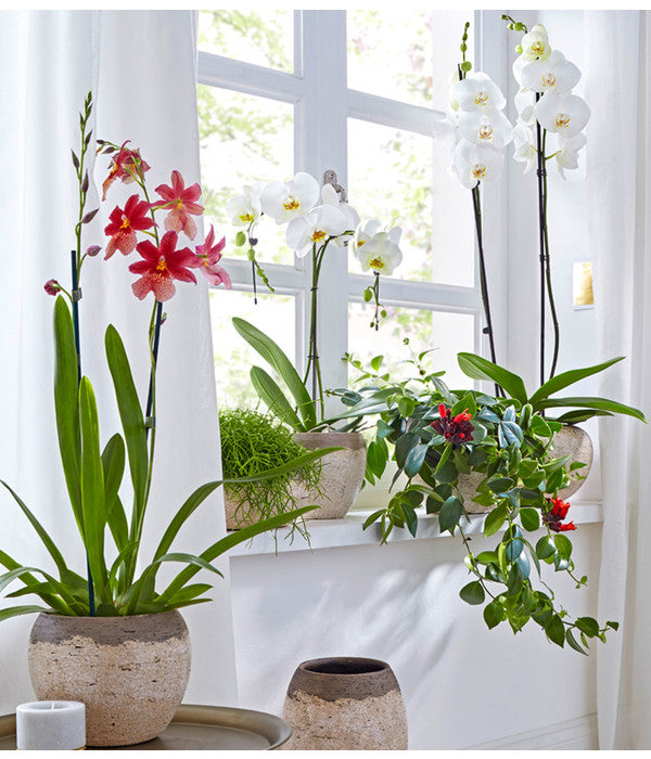  Schmetterlingsorchidee - Phalaenopsis Cultivars 'Umbrella', Verschiedene Sorten