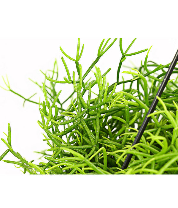  Peitschenkaktus - Rhipsalis Heteroclada, Ampel