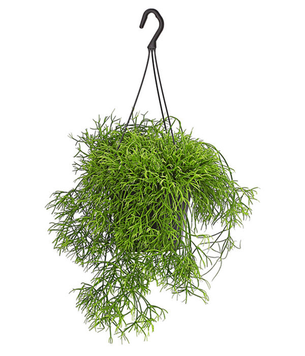  Peitschenkaktus - Rhipsalis Heteroclada, Ampel