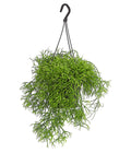  Peitschenkaktus - Rhipsalis Heteroclada, Ampel