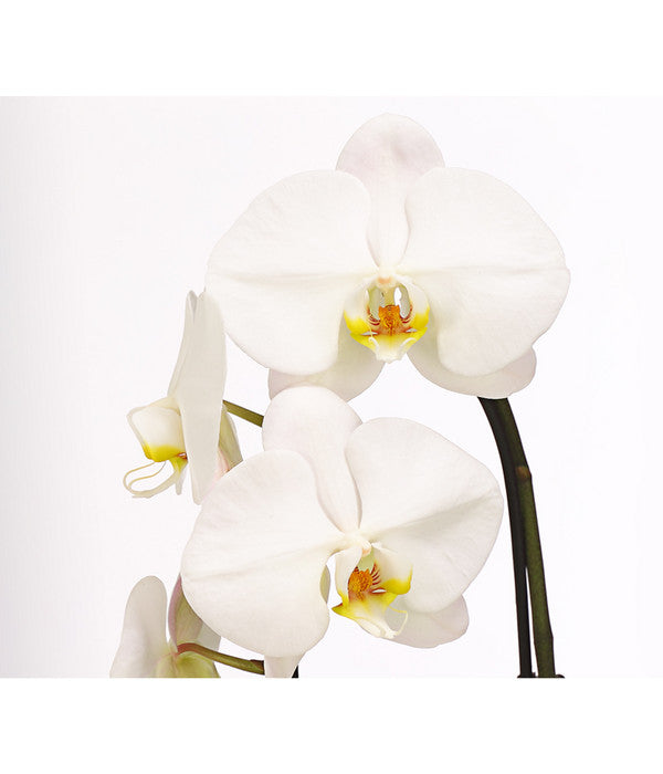  Schmetterlingsorchidee - Phalaenopsis Cultivaris 'Cascade'