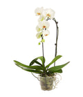  Schmetterlingsorchidee - Phalaenopsis Cultivaris 'Cascade'