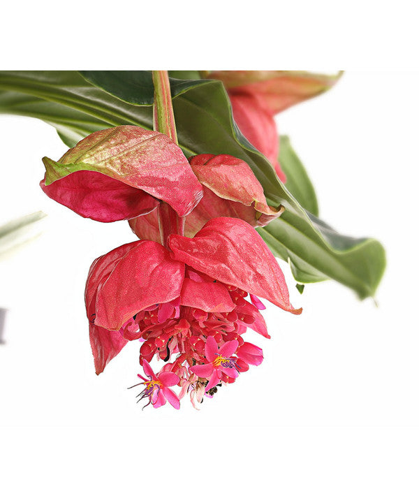  Medinille - Medinilla Magnifica 'Vino Rosso'