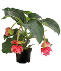  Medinille - Medinilla Magnifica 'Vino Rosso'