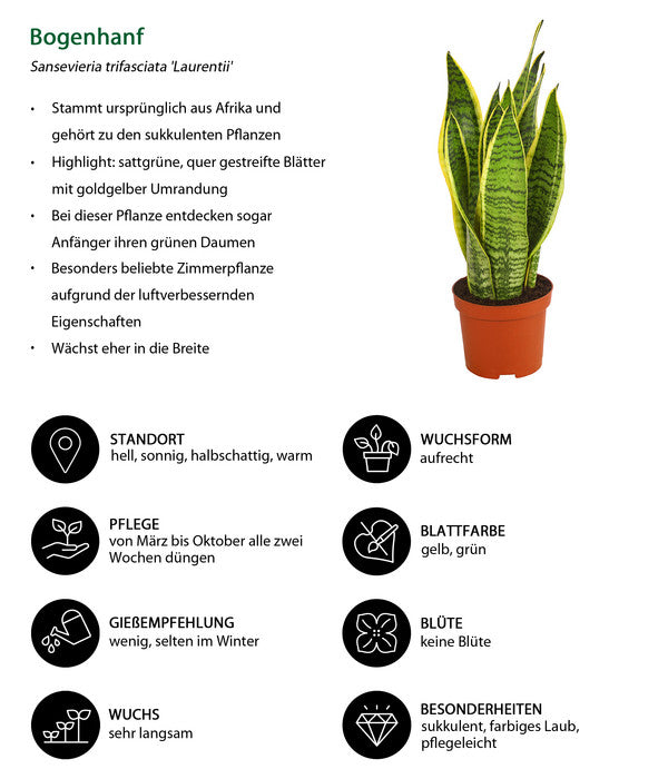  Bogenhanf - Sansevieria Trifasciata Var. Laurentii