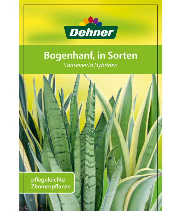  Bogenhanf - Sansevieria Cylindrica 'Mikado'