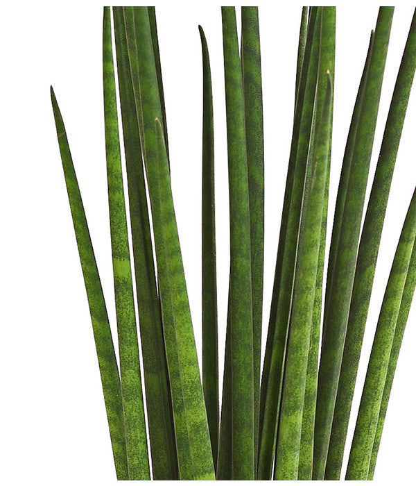  Bogenhanf - Sansevieria Cylindrica 'Mikado'
