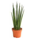  Bogenhanf - Sansevieria Cylindrica 'Mikado'