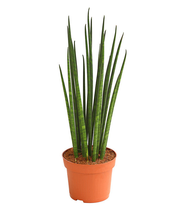  Bogenhanf - Sansevieria Cylindrica 'Mikado'