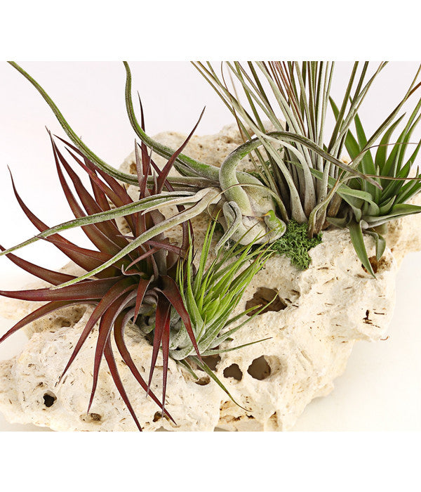  Tillandsien-Arrangement Auf Sansibar Rock - Tillandsia Hybride, 5-teilig