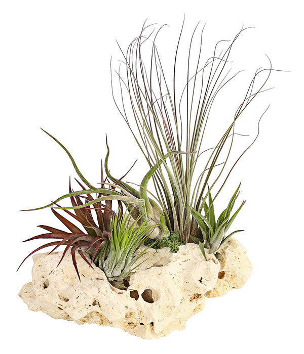  Tillandsien-Arrangement Auf Sansibar Rock - Tillandsia Hybride, 5-teilig