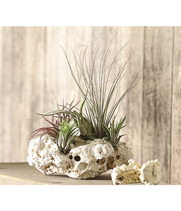  Tillandsien-Arrangement Auf Sansibar Rock - Tillandsia Hybride, 5-teilig