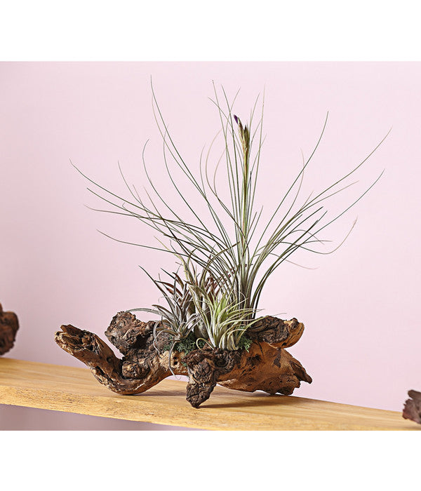  Tillandsien-Arrangement Auf Wurzelbaum - Tillandsia Hybride, 3-teilig