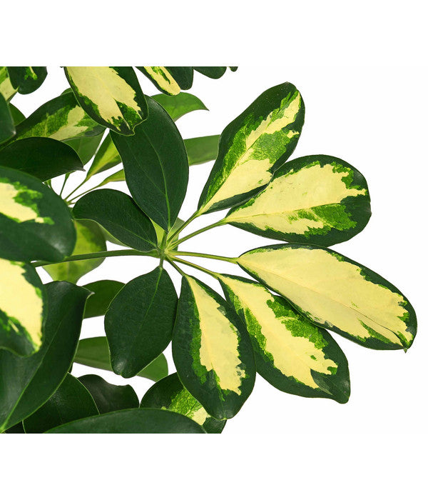  Strahlenaralie - Schefflera Arboricola