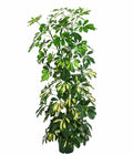  Strahlenaralie - Schefflera Arboricola