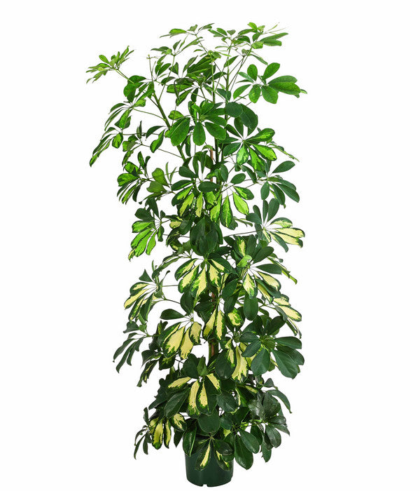  Strahlenaralie - Schefflera Arboricola