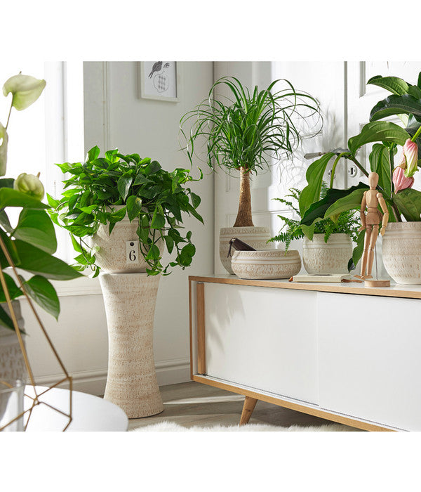  Efeutute - Epipremnum Aureum