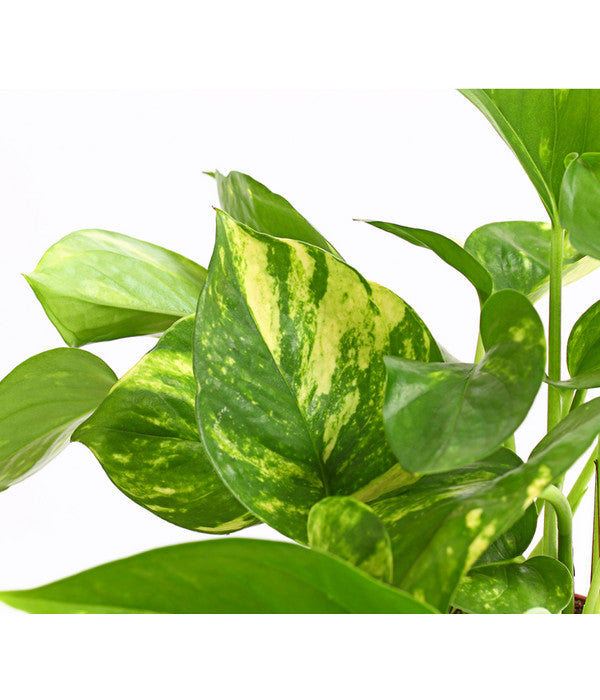  Efeutute - Epipremnum Aureum