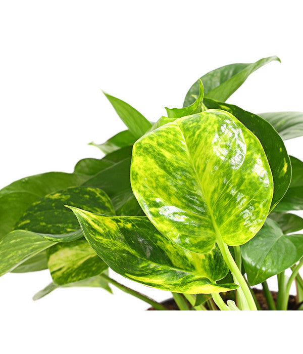  Efeutute - Epipremnum Aureum