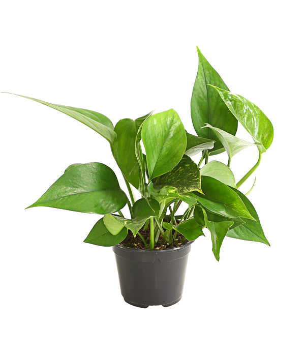  Efeutute - Epipremnum Aureum