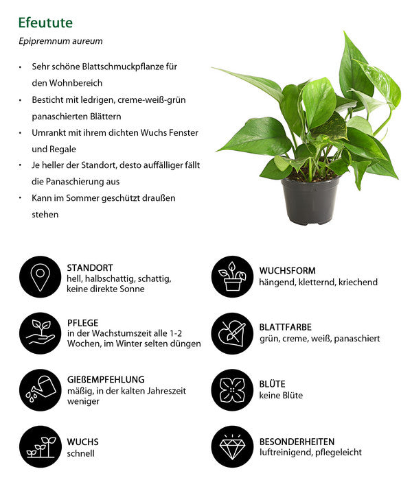  Efeutute - Epipremnum Aureum
