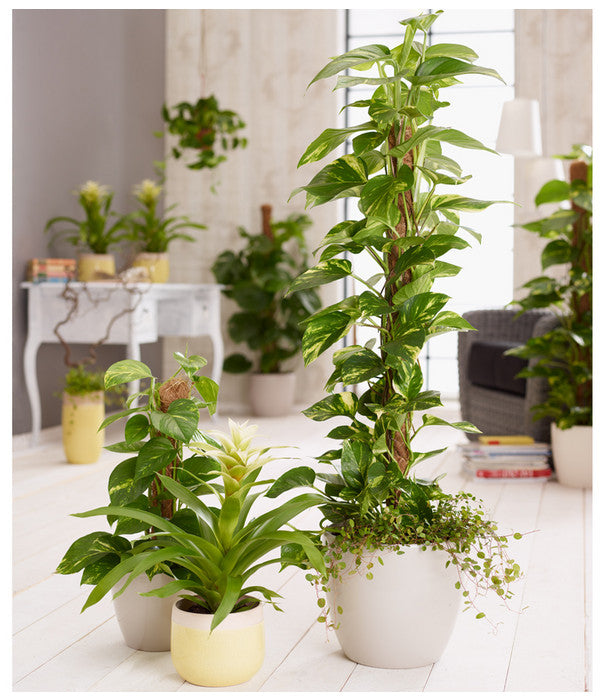  Efeutute - Epipremnum Aureum Am Moosstab
