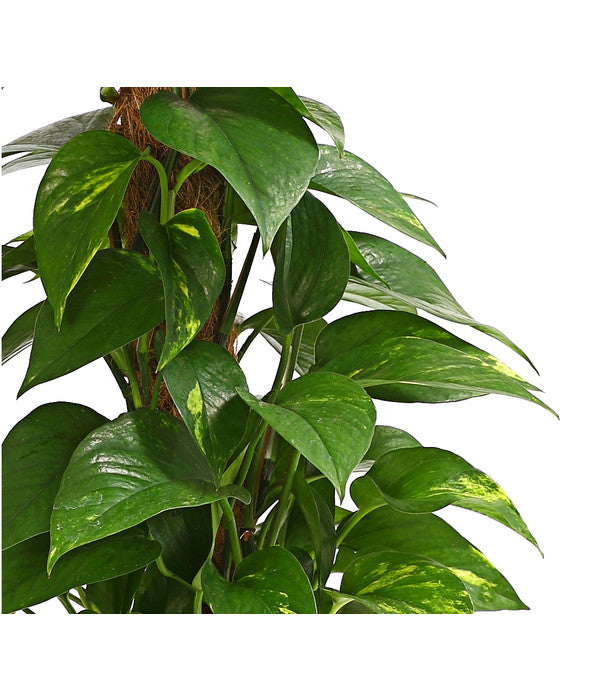  Efeutute - Epipremnum Aureum Am Moosstab