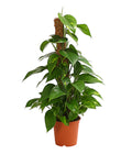  Efeutute - Epipremnum Aureum Am Moosstab