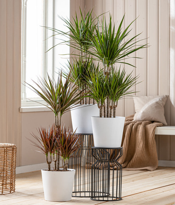  Drachenbaum - Dracaena Marginata, Karussell