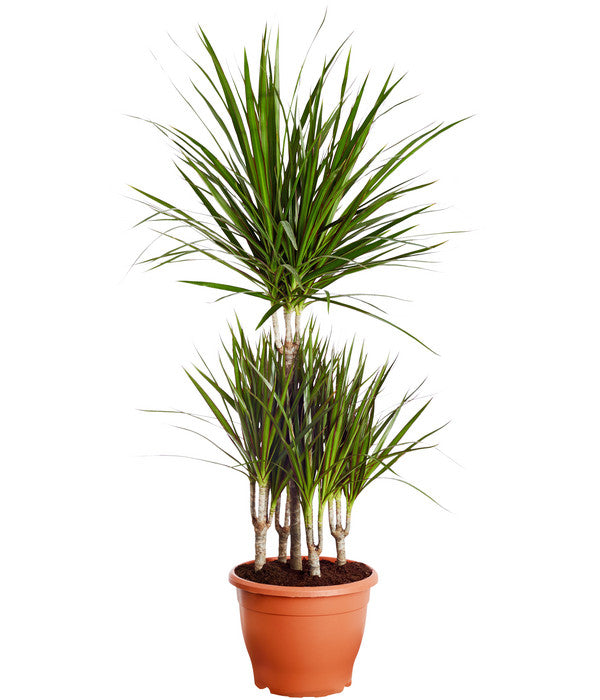  Drachenbaum - Dracaena Marginata, Karussell