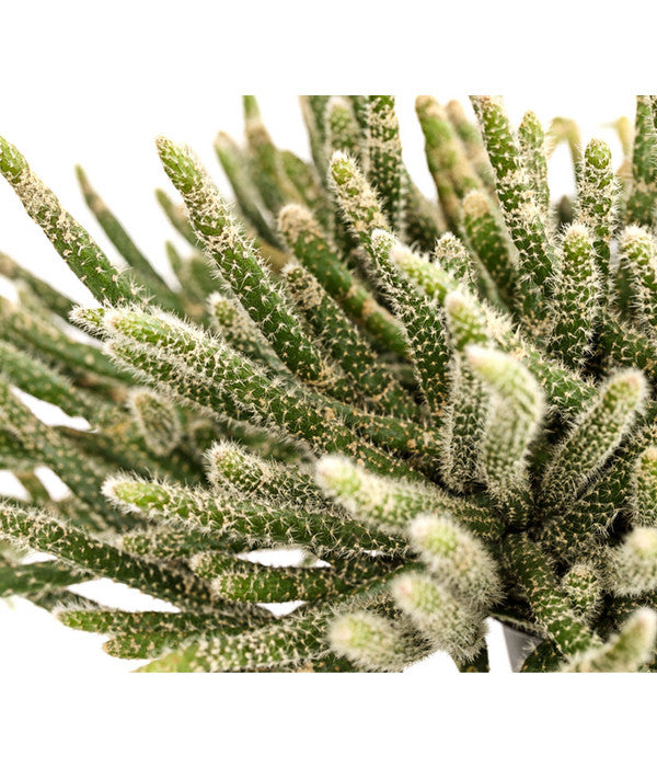  Korallenkaktus - Rhipsalis Cassutha, Verschiedene Sorten, Ampel