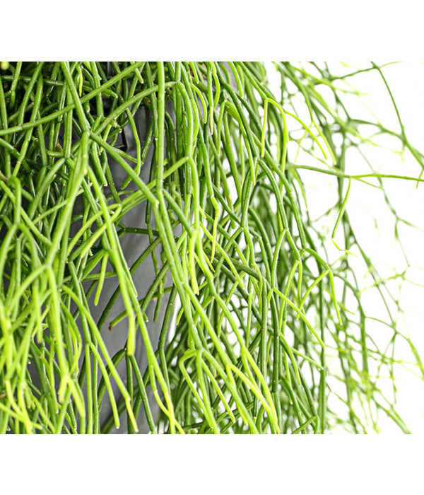  Korallenkaktus - Rhipsalis Cassutha, Verschiedene Sorten, Ampel