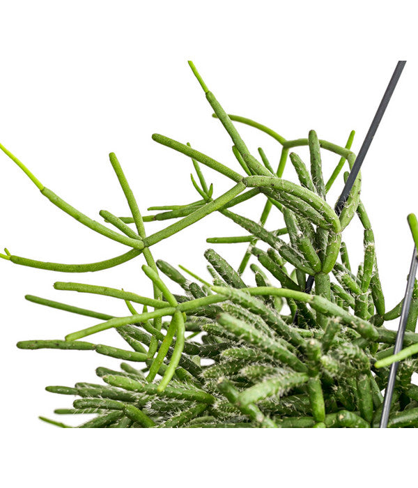  Korallenkaktus - Rhipsalis Cassutha, Verschiedene Sorten, Ampel