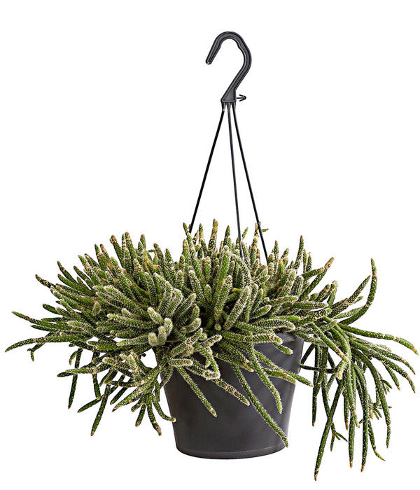  Korallenkaktus - Rhipsalis Cassutha, Verschiedene Sorten, Ampel