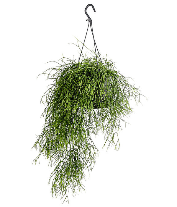  Korallenkaktus - Rhipsalis Cassutha, Verschiedene Sorten, Ampel