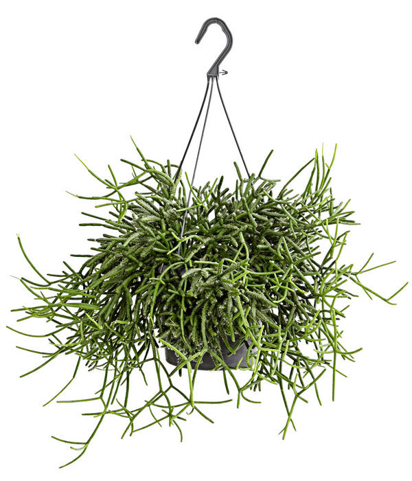  Korallenkaktus - Rhipsalis Cassutha, Verschiedene Sorten, Ampel