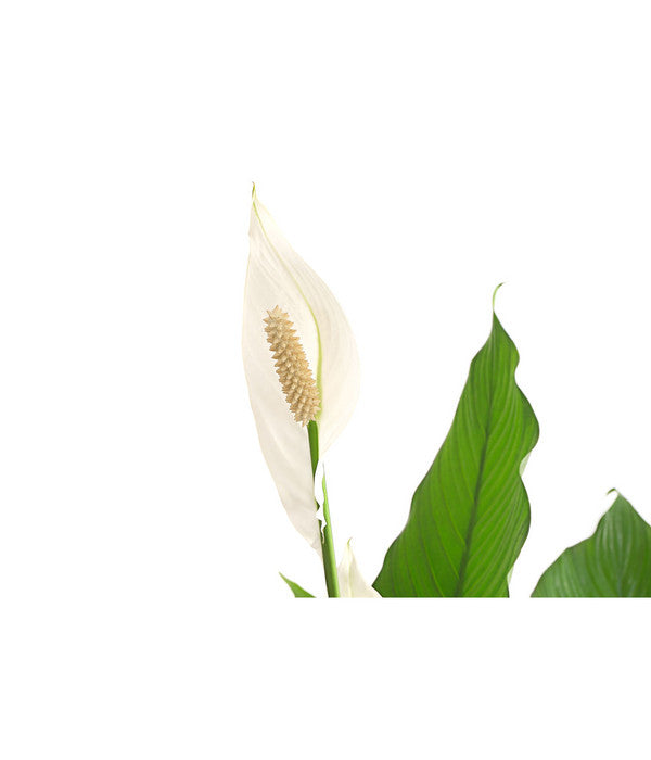  Einblatt - Spathiphyllum Wallisii 'Sebastian'