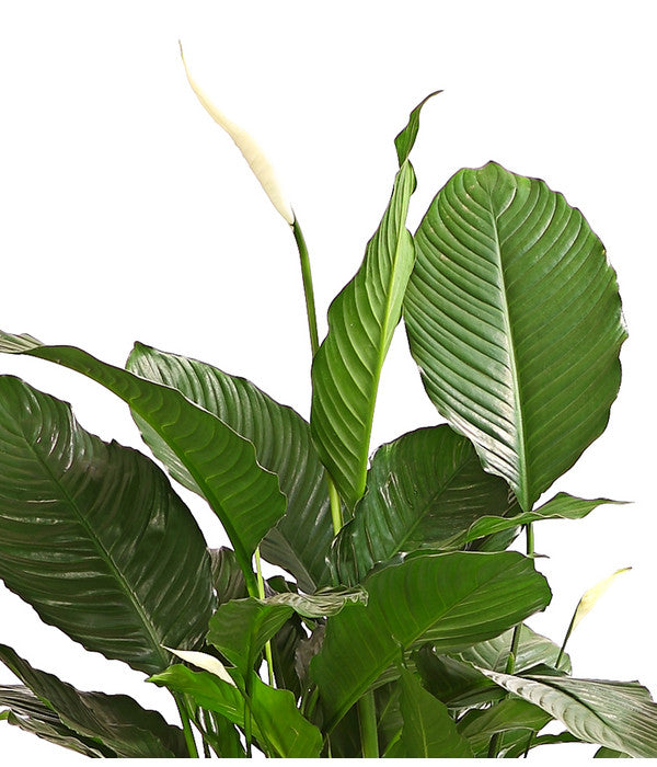  Einblatt - Spathiphyllum Wallisii 'Silvana'