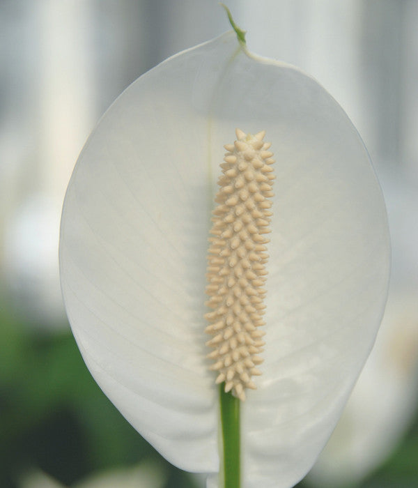  Einblatt - Spathiphyllum Wallisii 'Silvana'