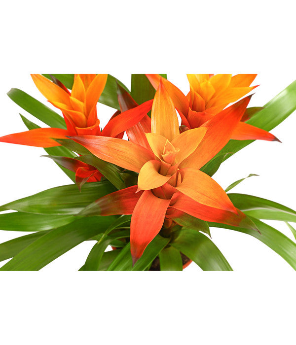  Bromelie - Bromeliaceae, Dreitriebig