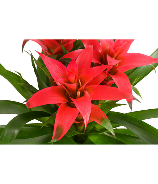  Bromelie - Bromeliaceae, Dreitriebig