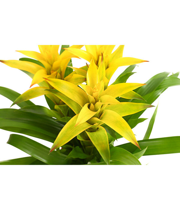  Bromelie - Bromeliaceae, Dreitriebig