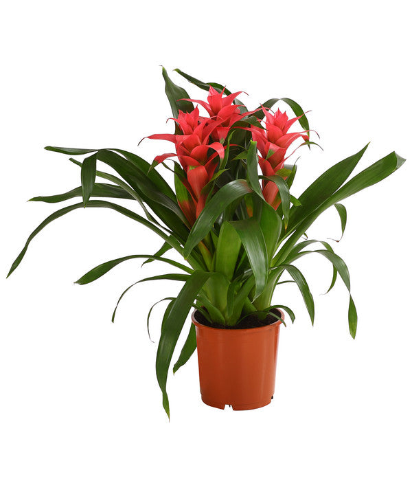  Bromelie - Bromeliaceae, Dreitriebig