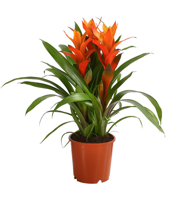  Bromelie - Bromeliaceae, Dreitriebig