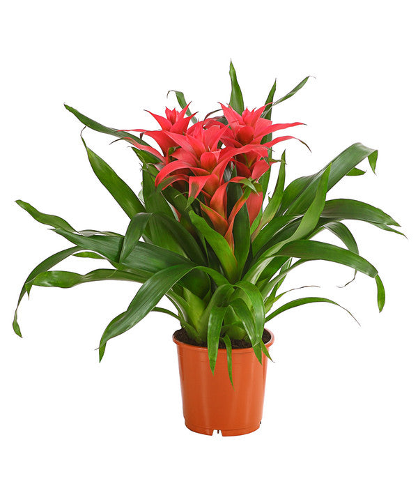 Bromelie - Bromeliaceae, Dreitriebig